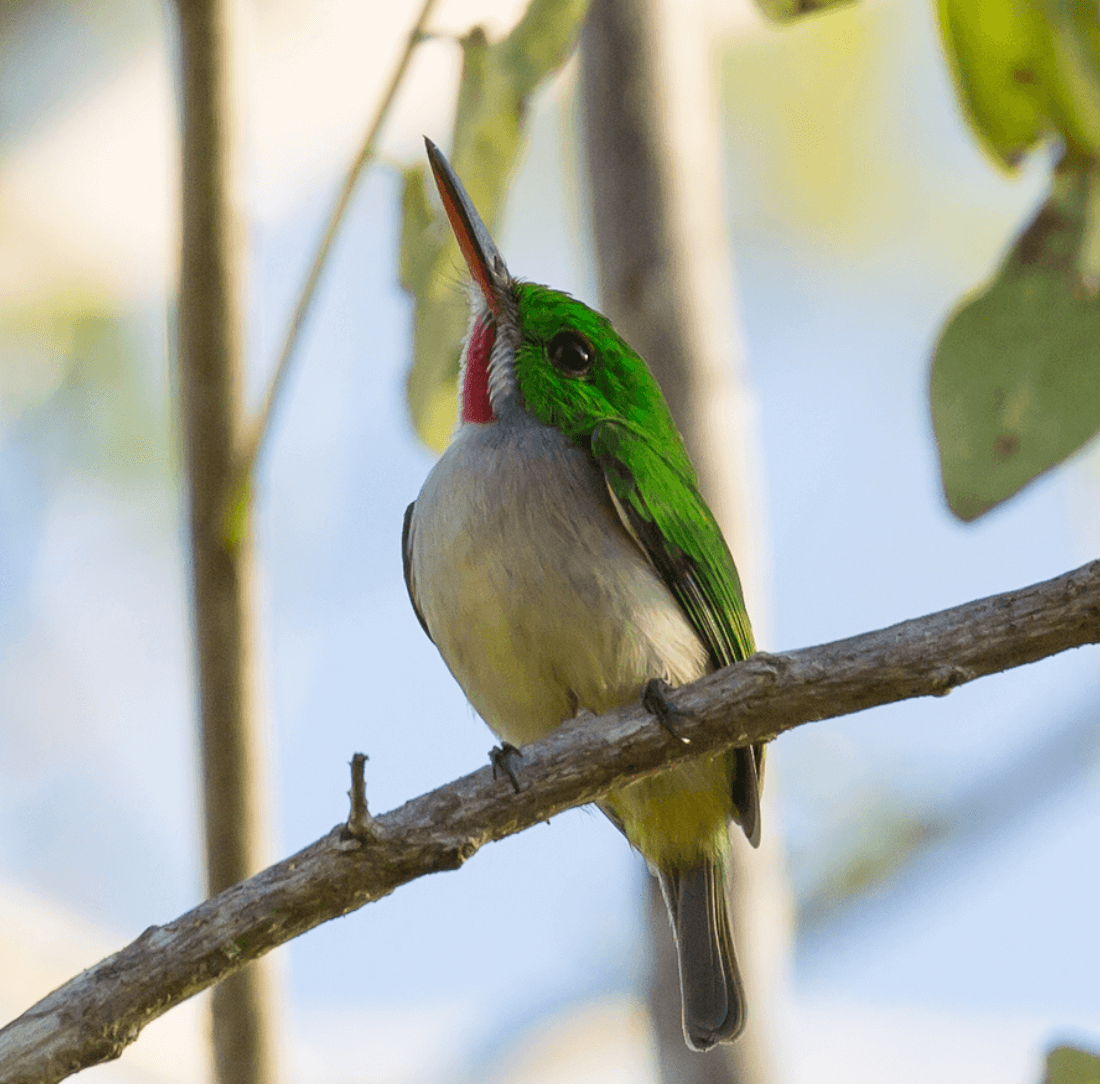 A Sanctuary Where Cacao Protects the Forest