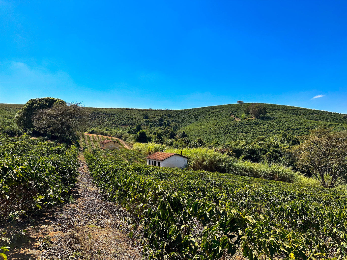 Three Farms. One Expression of Brazil.