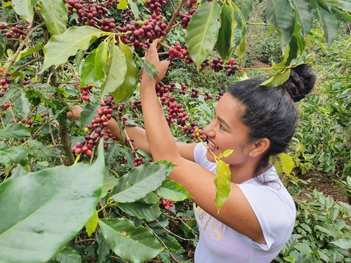 Guatemala – Manos de Mujer