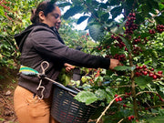 Small Batch Coffee- Guatemala