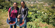 Small Batch Coffee- Guatemala