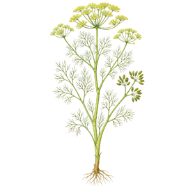 Fennel