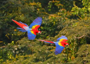 Honduras
