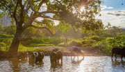 Madagascar