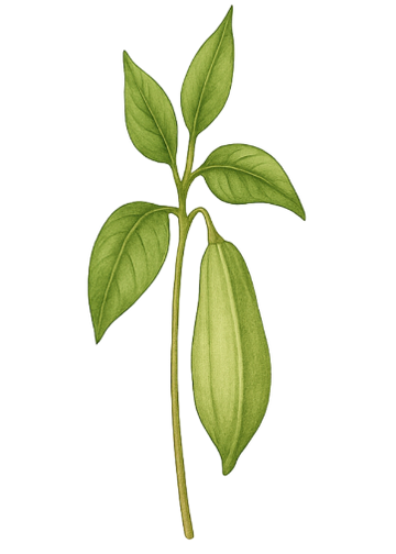 5-HTP