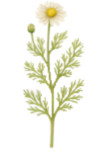 Apigenin