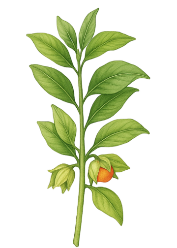 Ashwagandha